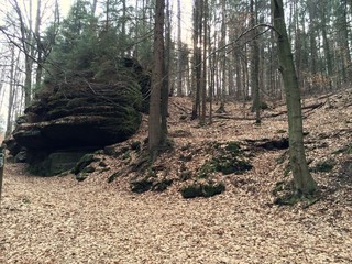 Wald bei Rathen