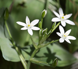 snowdrop flower in nature. close