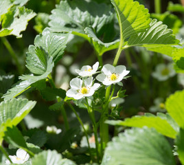 Strawberry flowers in nature