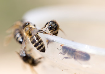 bee on a plastic cup. close