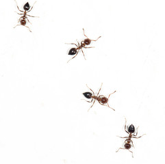 ants on a white wall. close