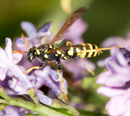 wasp on a flower lilac. close