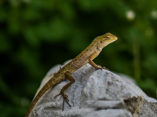 Lizard on the rock