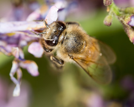 bee on a flower lilac. close