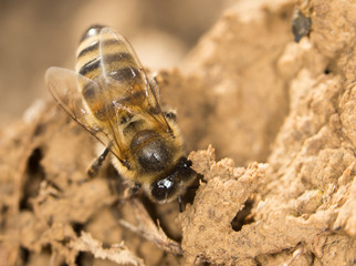 bee on the ground. close