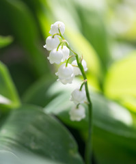 beautiful flower lily of the valley in nature