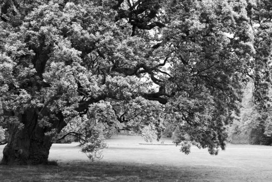 black and white big lonely oak tree