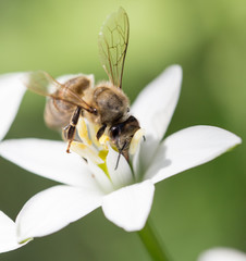 bee on a flower snowdrop. close
