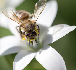 bee on a flower snowdrop. close