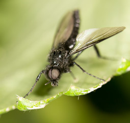 fly on a green leaf. close