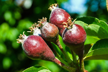 Birnen im Frühsommer