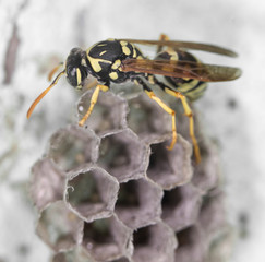 wasp on hives. close
