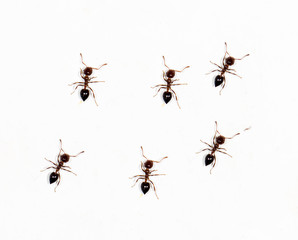 ants on a white wall. close-up