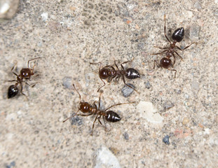 ants on the ground. close-up