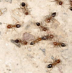 ants on the ground. close-up
