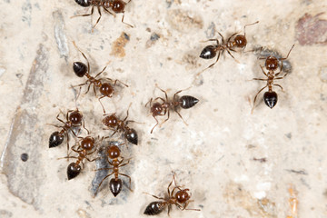 ants on the ground. close-up