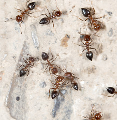 ants on the ground. close-up