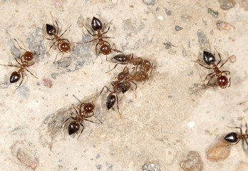 ants on the ground. close-up