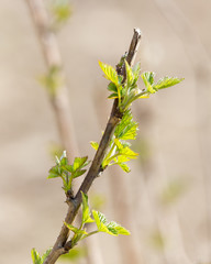 small pieces of raspberry spring