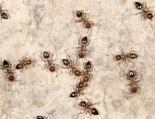 ants on the ground. close-up