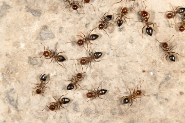 ants on the ground. close-up