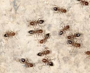 ants on the ground. close-up
