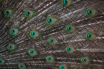 Obraz premium Indian peafowl (Pavo cristatus)