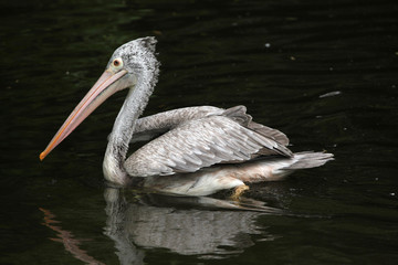 Grey pelican (Pelecanus philippensis)