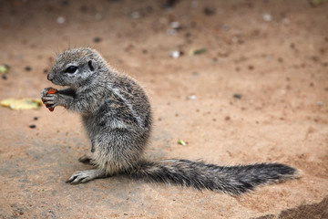 Naklejka na ściany i meble Cape ground squirrel (Xerus inauris).