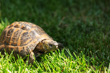 Soil turtle walking on the natural grass