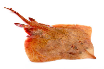 Ray Fish On White
