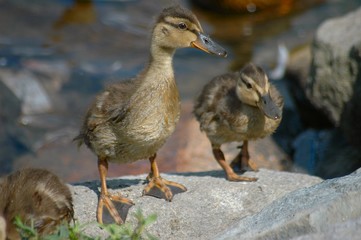 Duckling out for a walk, climbing over rocks