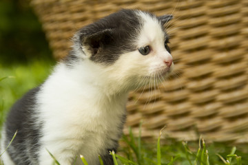 Katzenbaby hat Angst