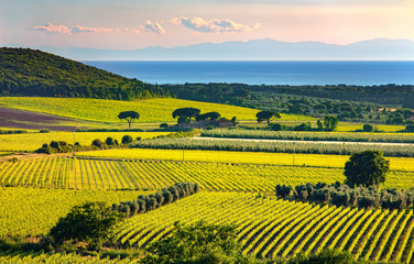 Bolgheri and Castagneto vineyard and Elba island. Maremma Tuscan