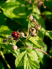 Wild raspberries (Rubus idaeus)