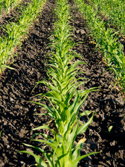 Maize (Zea mays)