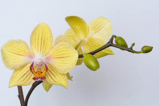 Orchidee