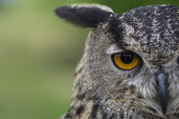 owl and her eyes