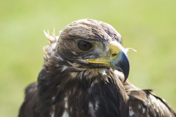 eagle