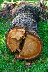 Wood cutting down on the grass