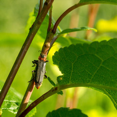 Cantharis rustica