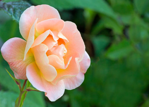 Closeup Of An Amber Carpet Rose In Bloom