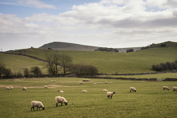 Sheep animals in farm landscape on sunny day in Peak District UK