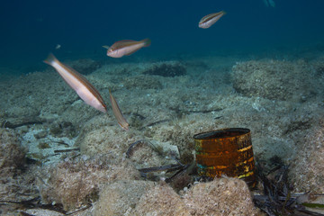 PAISAJE SUBMARINO