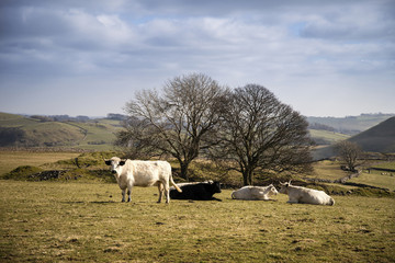 Fototapeta premium Cattle in Peak District UK landscape on sunny day
