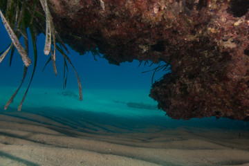 PAISAJE SUBMARINO