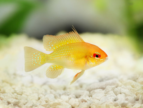 Golden Ram Dwarf cichlid Mikrogeophagus ramirezi freshwater aquarium fish
