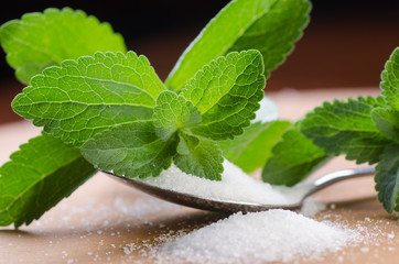 stevia rebaudiana - the sugar plant
