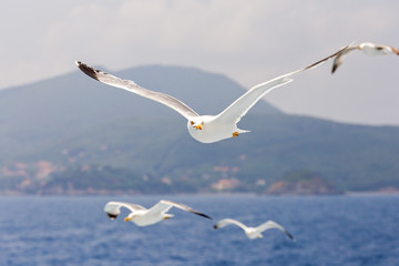 flying over the sea