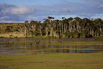 King Island swans